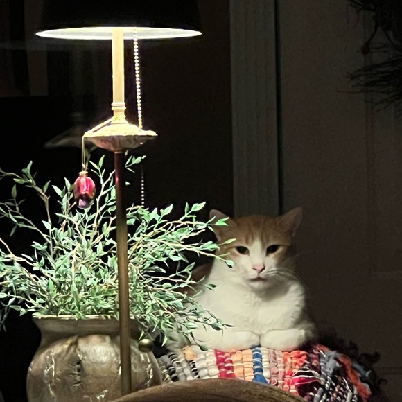 carlcat2021